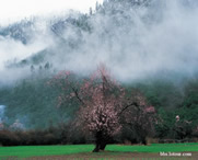 波密天气预报60天