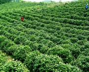 临湘天气预报60天