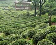 名山天气预报40天